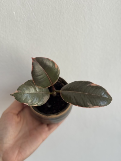 Ficus elastica Belize (baby) - Img 2