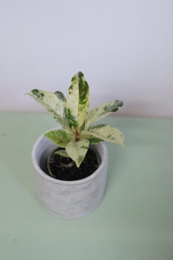 Ficus elastica Shivereana (baby) - Img 6
