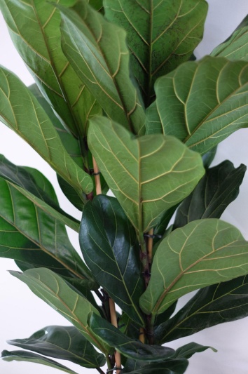 Ficus lyrata - Img 3