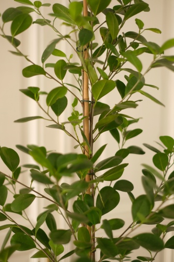 Ficus Moclame - Img 2