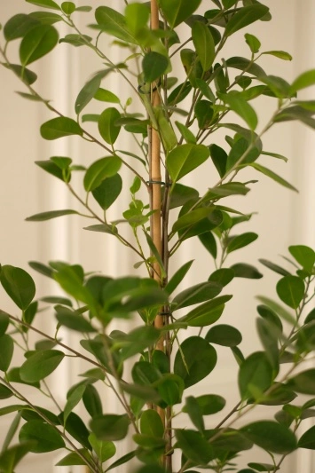 Ficus Moclame - Img 2