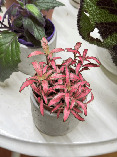 Fittonia Pink Forest Flame - Img 5