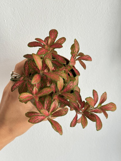 Fittonia Pink Ruby - Img 3