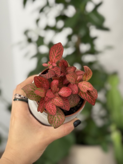 Fittonia Red X - Img 4