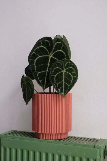 Ghiveci Capi Cylinder Pink