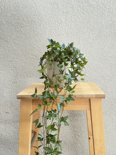 Hedera Hellix - Img 2