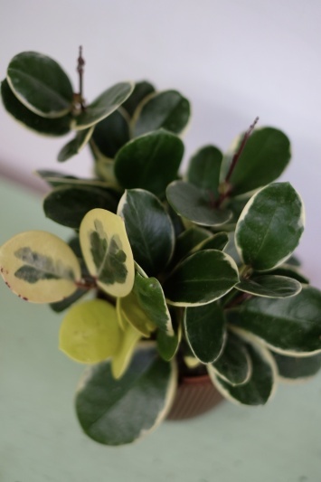 Hoya Australis Blondie - Img 5