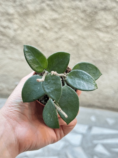 Hoya Chouke - Img 2