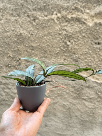 Hoya crassipetiolata - Img 2