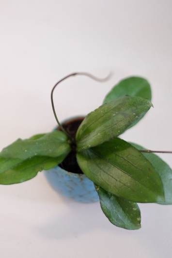 Hoya erythrina - Img 5