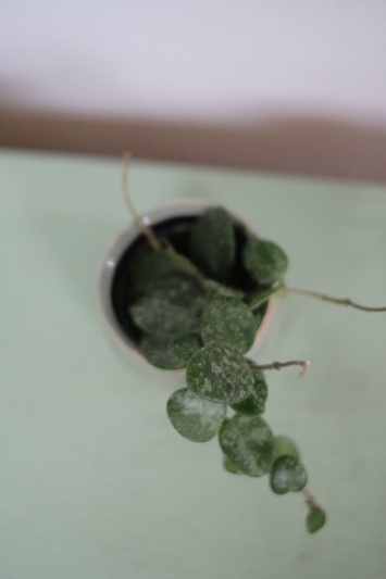 Hoya Mathilde Splash - Img 5