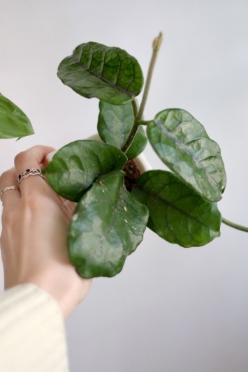 Hoya villosa (globulosa) - Img 3