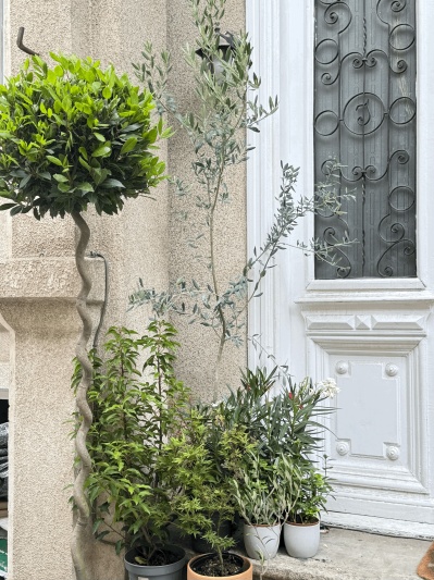 Laurus Nobilis - Img 5