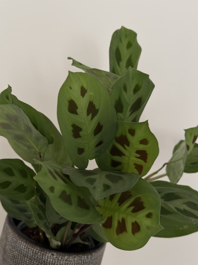 Maranta Leuconeura var. kerchoveana - Img 1