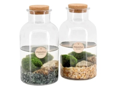 Marimo Moss Ball - Img 3