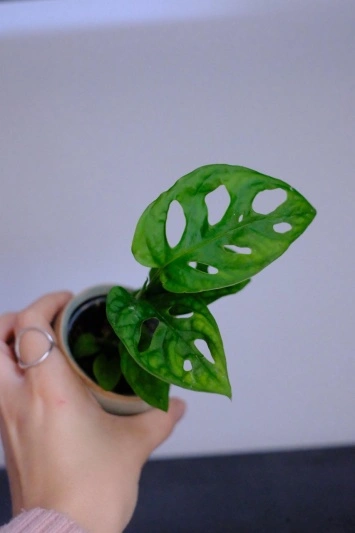 Monstera Adansonii mini - Img 3