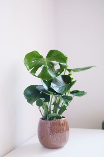 Monstera Deliciosa