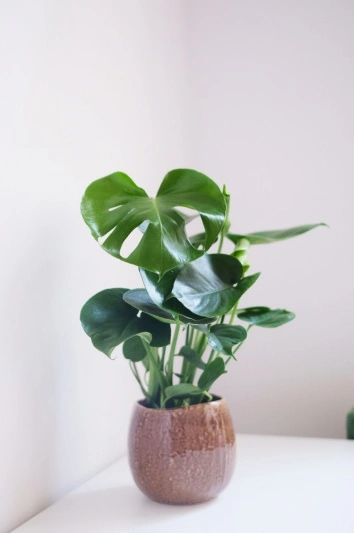 Monstera Deliciosa