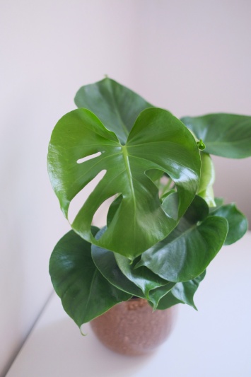Monstera Deliciosa - Img 2