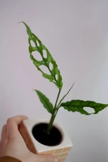 Monstera obliqua Peru - Img 2