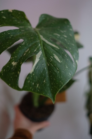 Monstera Thai Constellation - Img 4