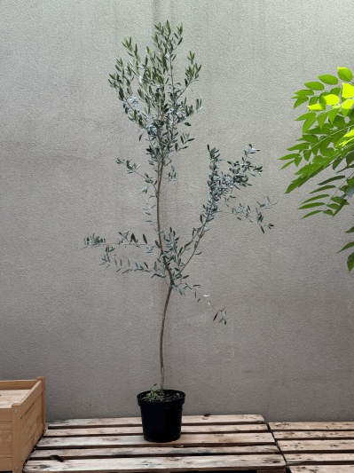 Olea Europaea (Măslin) - Img 1