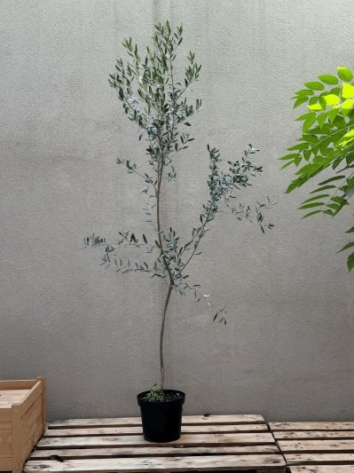 Olea Europaea (Măslin)