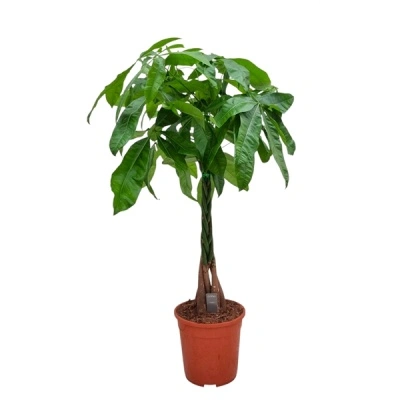 Pachira Aquatica
