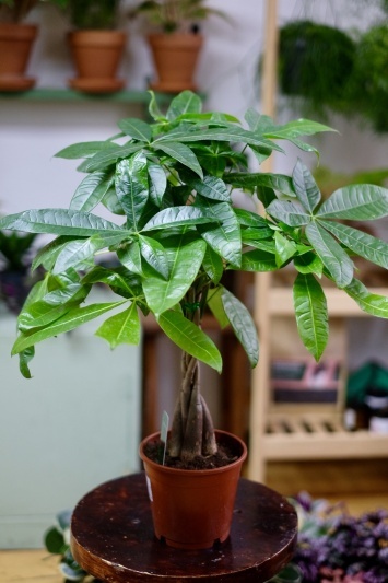 Pachira Aquatica
