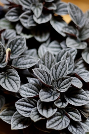Peperomia Caperata Caracas - Img 2
