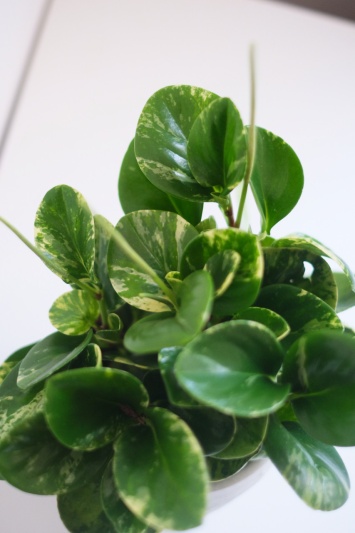 Peperomia Obtusifolia Variegata - Img 1