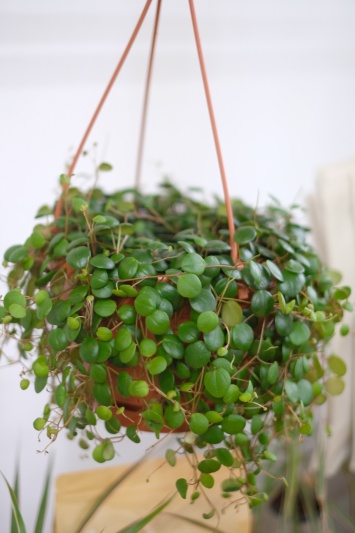 Peperomia Pepperspot - Img 4