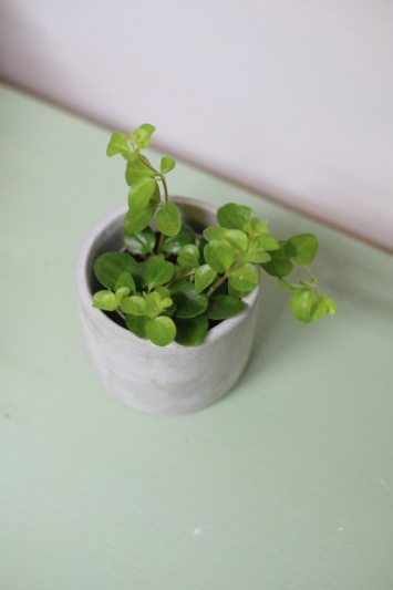 Peperomia Rotundifolia - Img 2