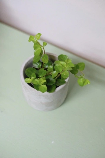 Peperomia Rotundifolia - Img 2