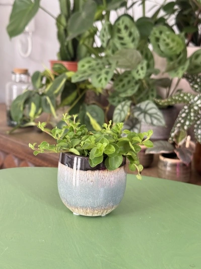 Peperomia Rotundifolia - Img 5