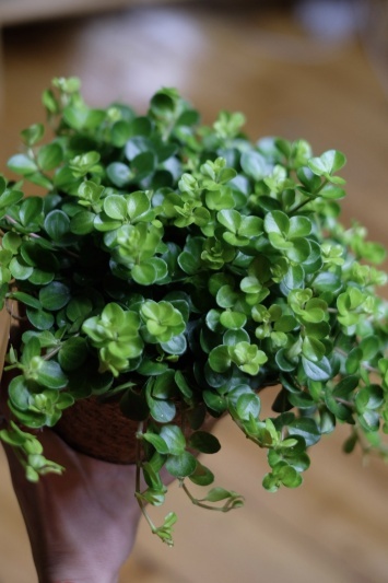 Peperomia Rotundifolia - Img 2