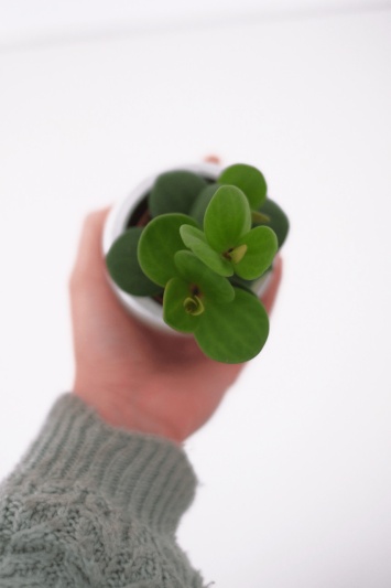Peperomia Tetraphylla Hope (babyplant) - Img 1