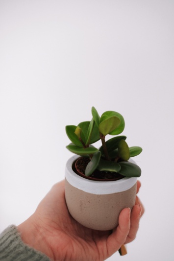 Peperomia Tetraphylla Hope (babyplant) - Img 6