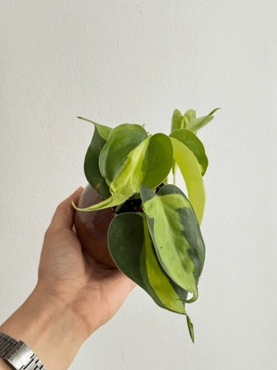 Philodendron Brasil (babyplant) - Img 3