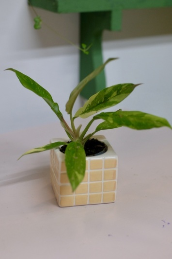 Philodendron Ring of Fire - Img 3
