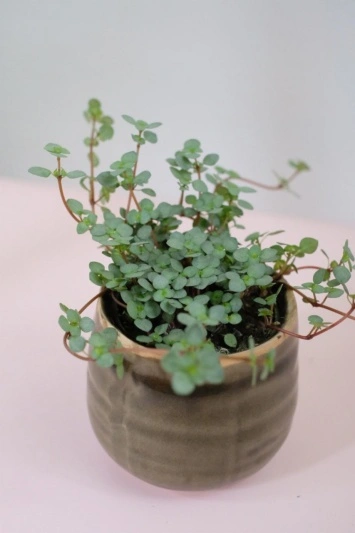 Pilea glaucophylla Greyzy - Img 4