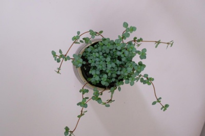 Pilea glaucophylla Greyzy - Img 2