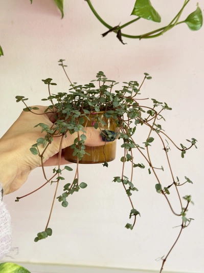 Pilea glaucophylla Greyzy - Img 3