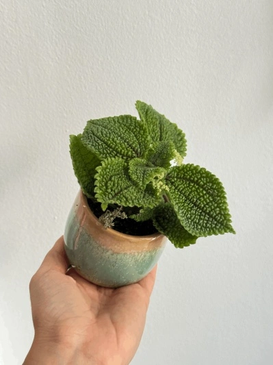 Pilea Moon Valley