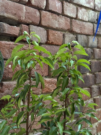 Prunus lusitanica Angustifolia (Laur) - Img 5