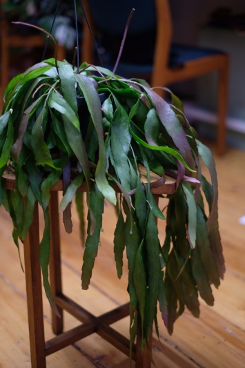 Rhipsalis ramulosa "Red Coral" - Img 2