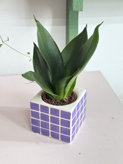 Sansevieria Black Hahnii