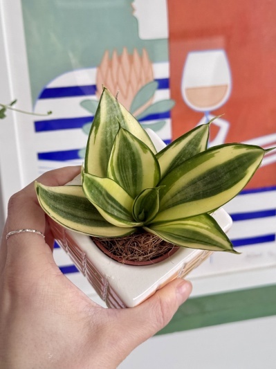 Sansevieria Golden Hahnii - Img 2