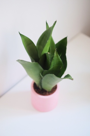 Sansevieria Moonshine - Img 3