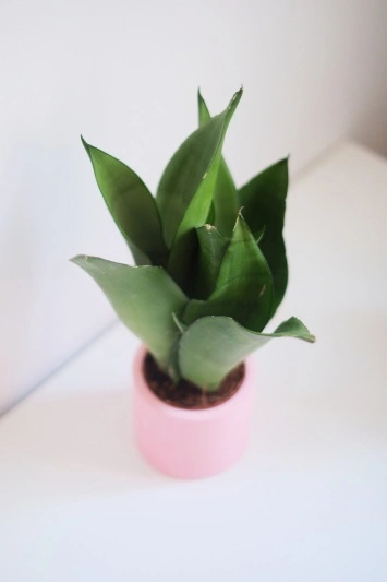 Sansevieria Moonshine - Img 3